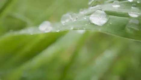 Close Up Of Rain Droplets On Grass And Plant Leaves 7