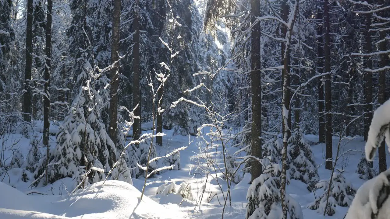 Beautiful winter forest scenery with sun light bursting through the woods