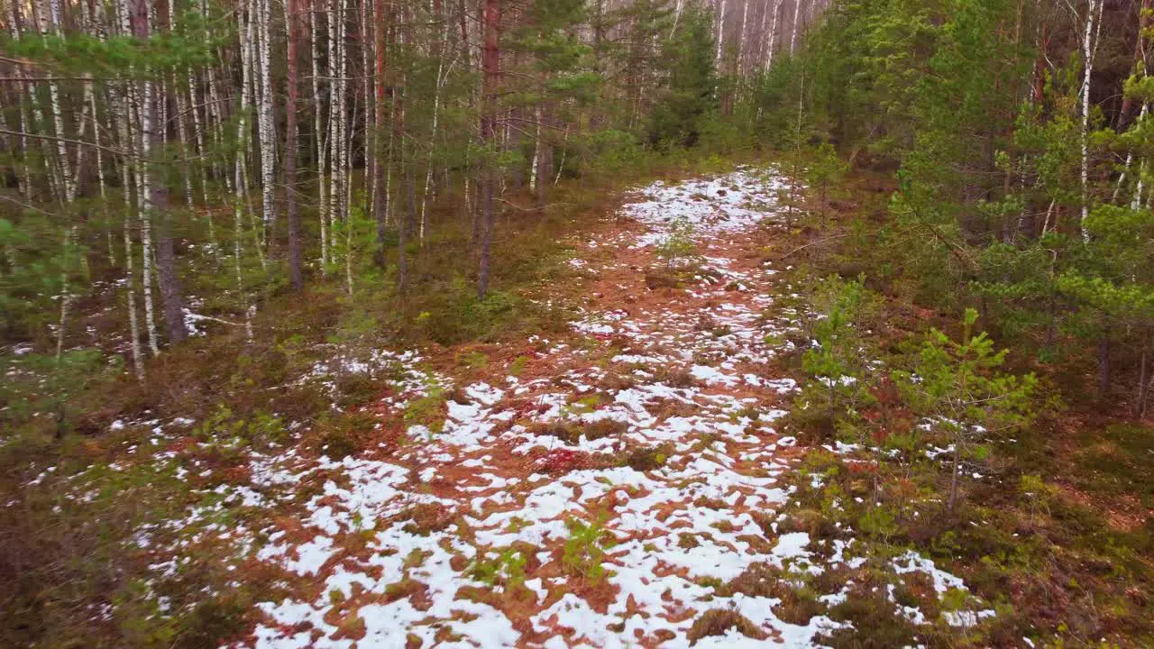 Snowy forest ground reviving after harsh winter low angle drone view