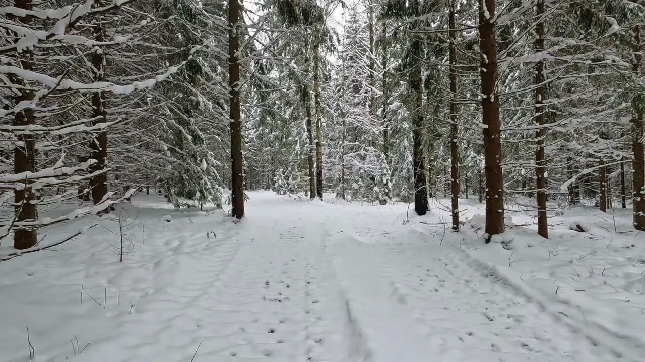 Tranquil Snowy Woods in Slow-Motion Snowfall in a Majestic Pine Forest During Winter Season