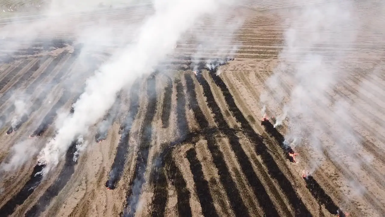 Open burning stray of paddy field