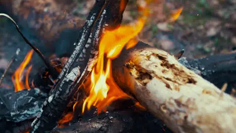 Bonfire in forest Hot coals and charred logs in burning fire