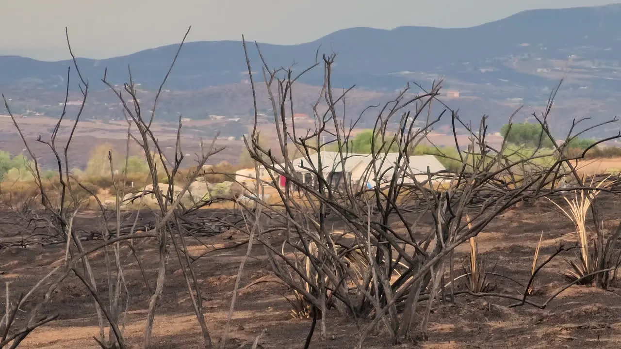 Burned bush the aftermath of a terrifying fire in the mountains