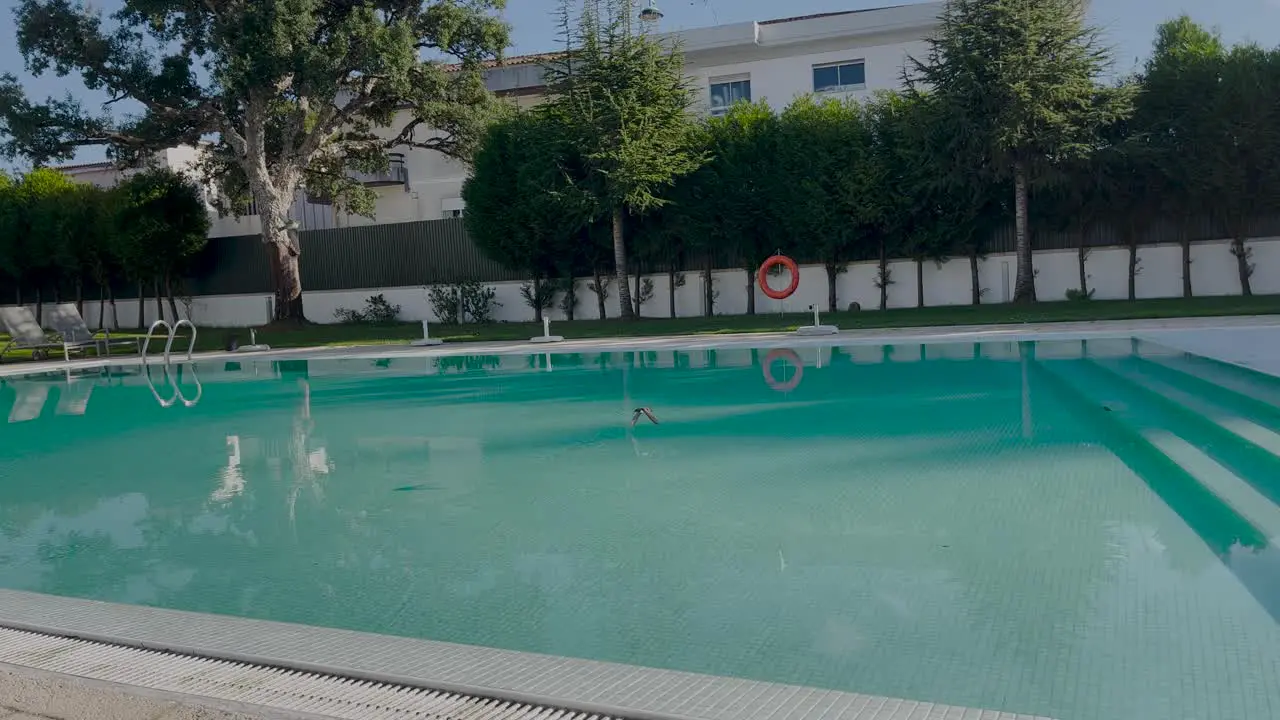 close view of Birds fly frantically in motion above the clean empty blue pool