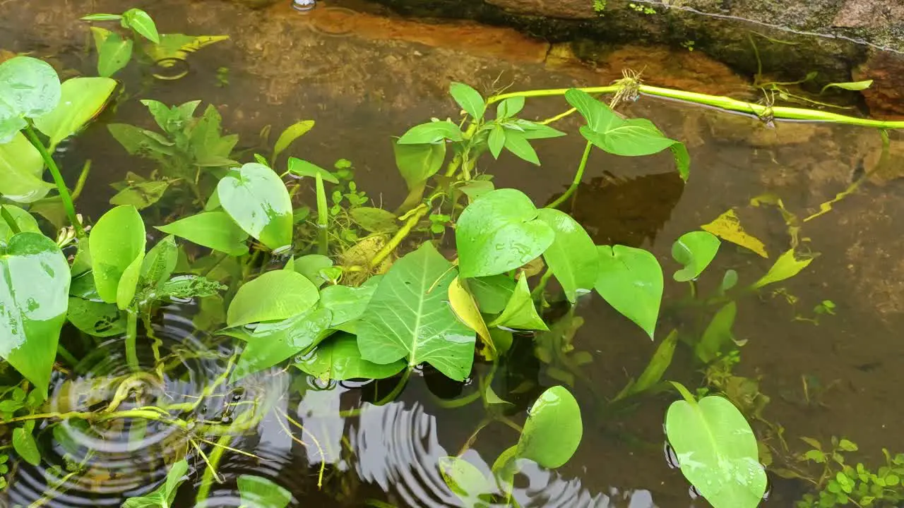 raindrops on water plants 4k