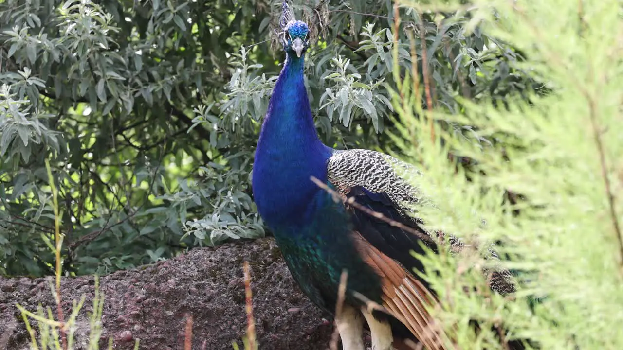 Close up shot of tropical blue colored Peacock in nature between trees and plants in summer