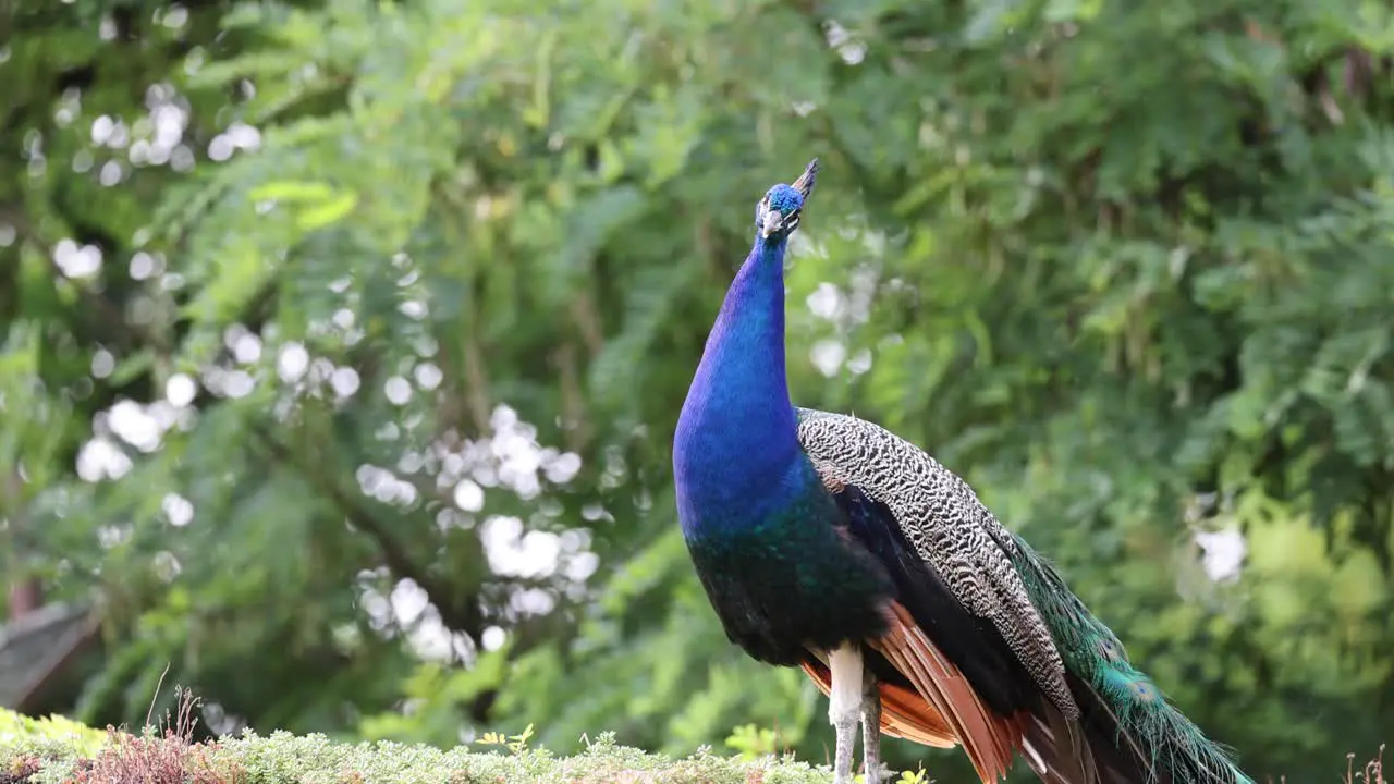 Majestic Peacock with blue body and colorful feathers resting in nature in front of green trees static close up