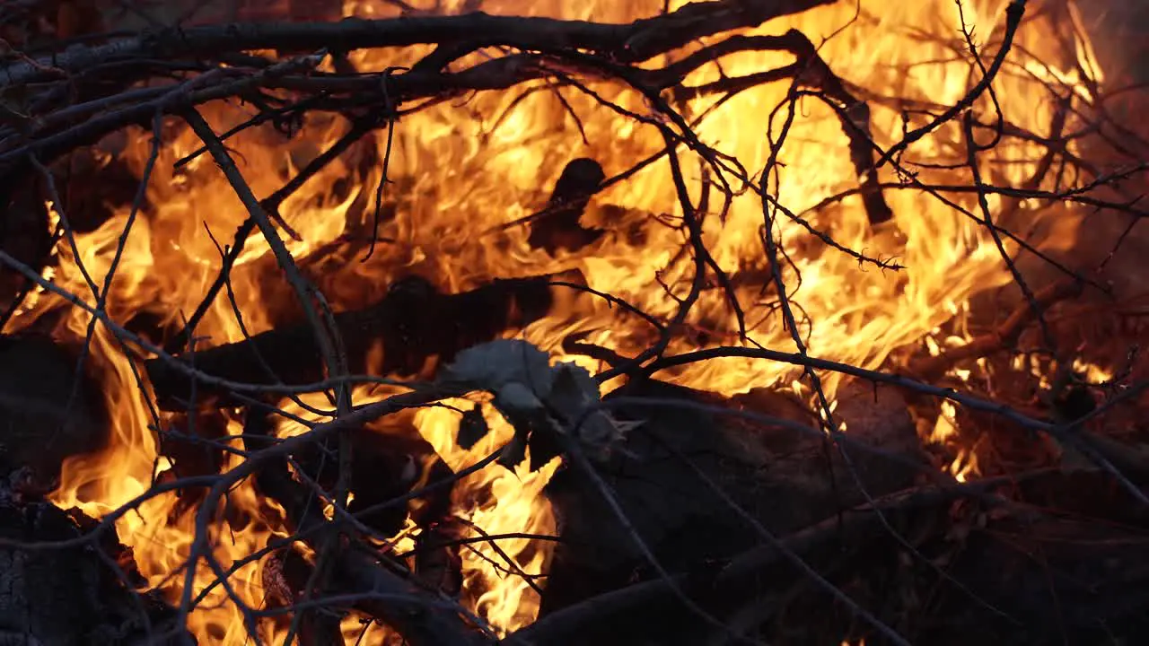 Wildfire burning trees wood branches in cinematic slow motion