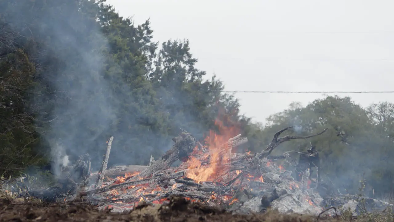 Tilting wide shot of burning brush pile and cedar trees