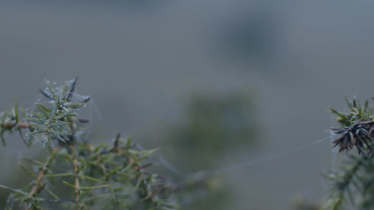 Extreme close up of a spider web on the branches of an evergreen tree