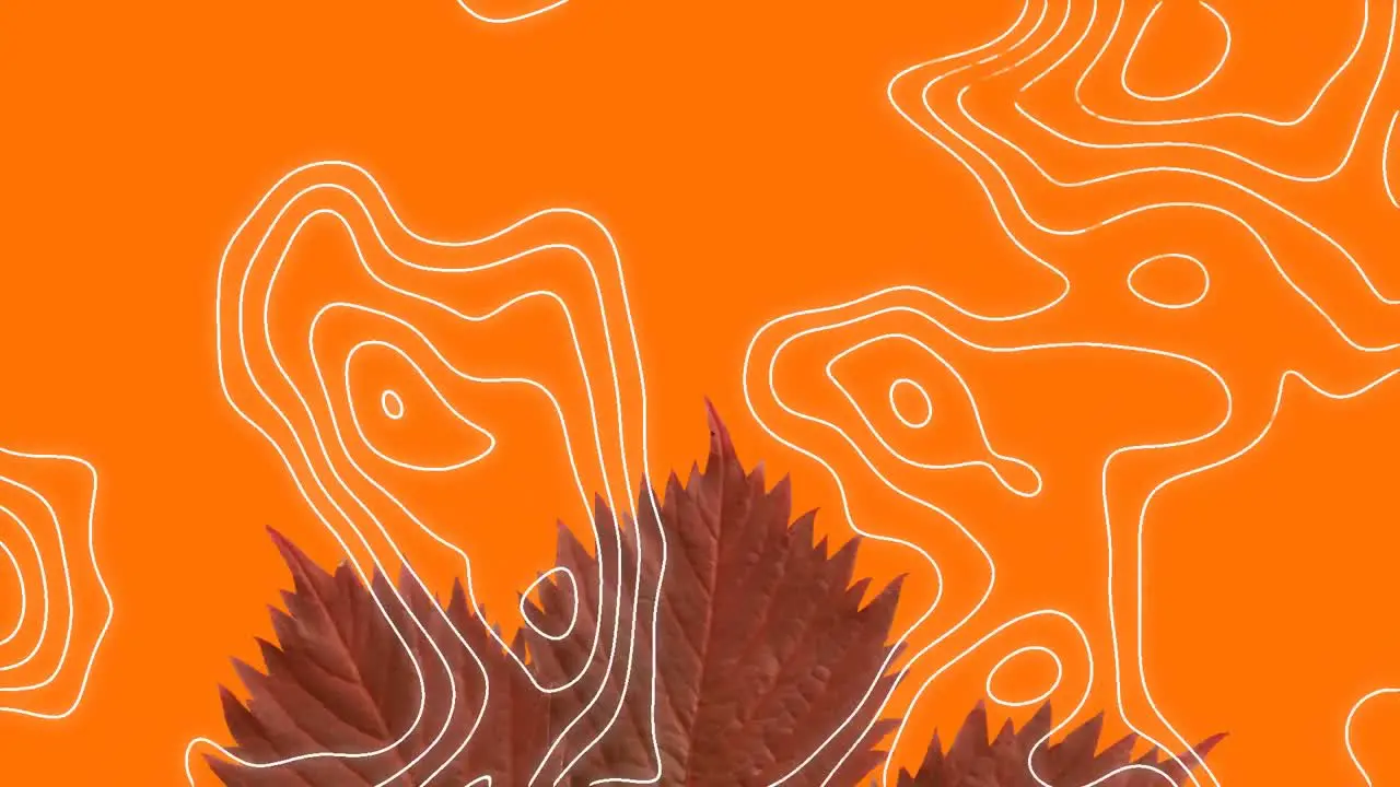 Topography against multiple autumn maple leaves and copy space against orange background