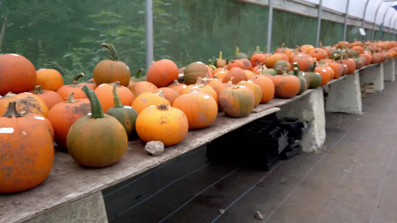 Pan shot variety of large halloween pumpkins on display for sale