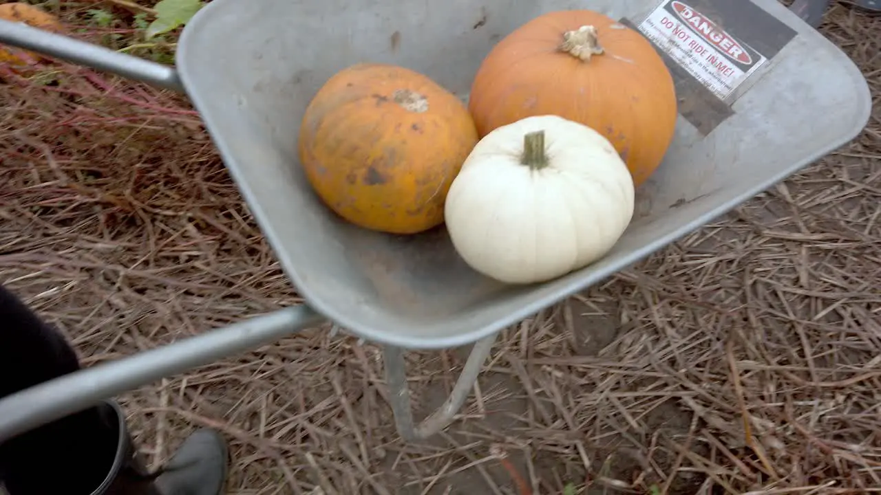 Tracking shot of wheelbarrow loaded with orange and white pumpkins