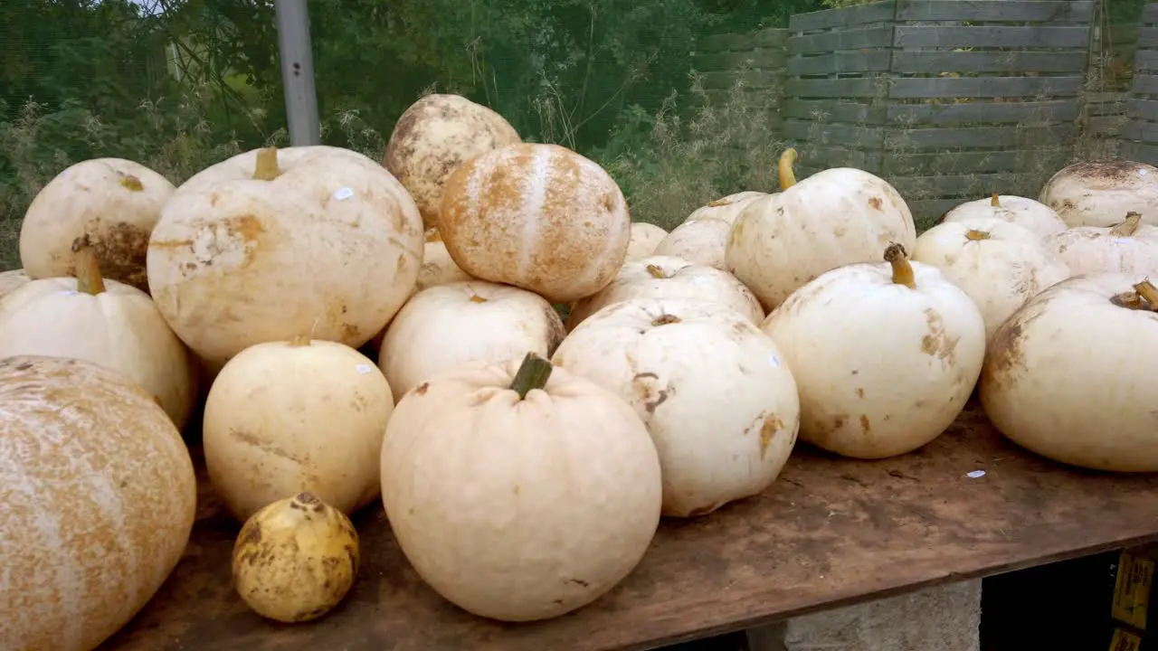 Pan shot of selection of white halloween pumpkins harvested on farmers table