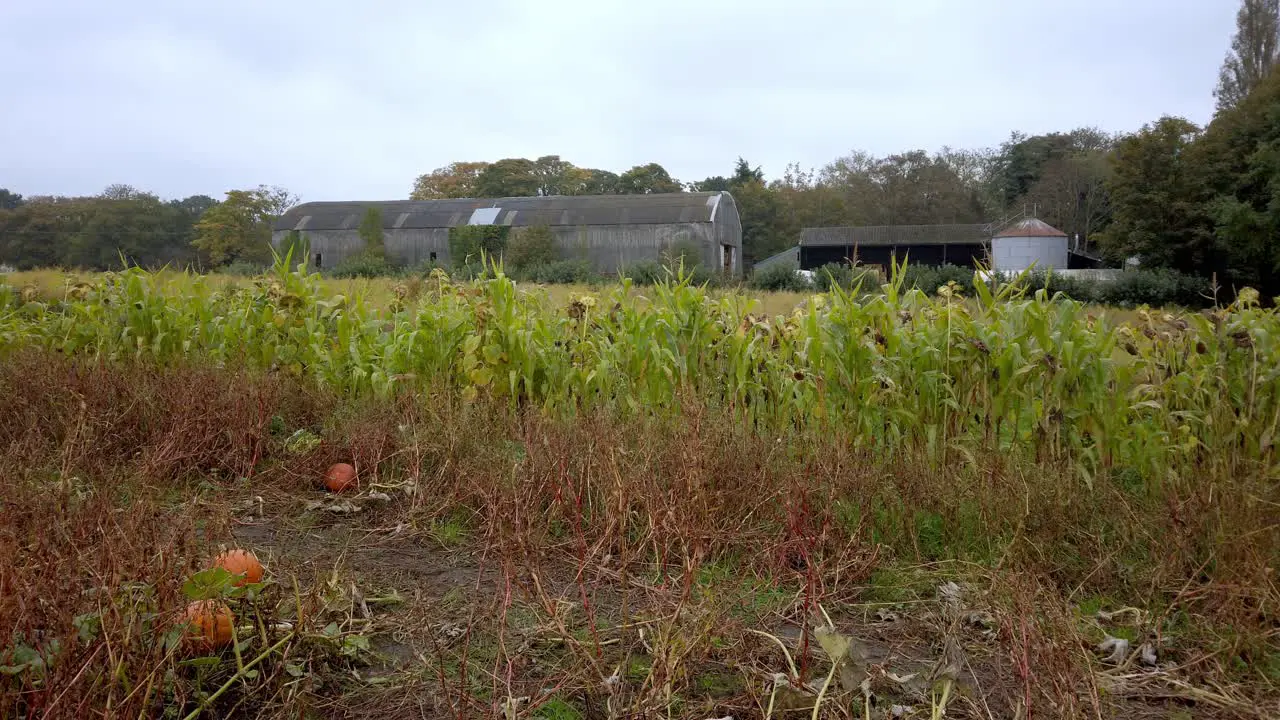 Static shot of farmers building with pumpkins and corn filed in Autumn