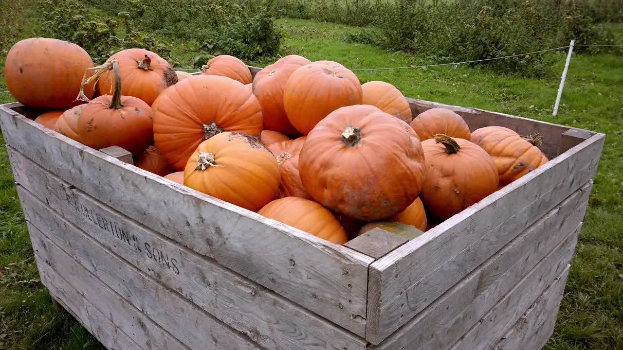 Medium shot lots of huge pumpkins in wooden storage crate on farmers field