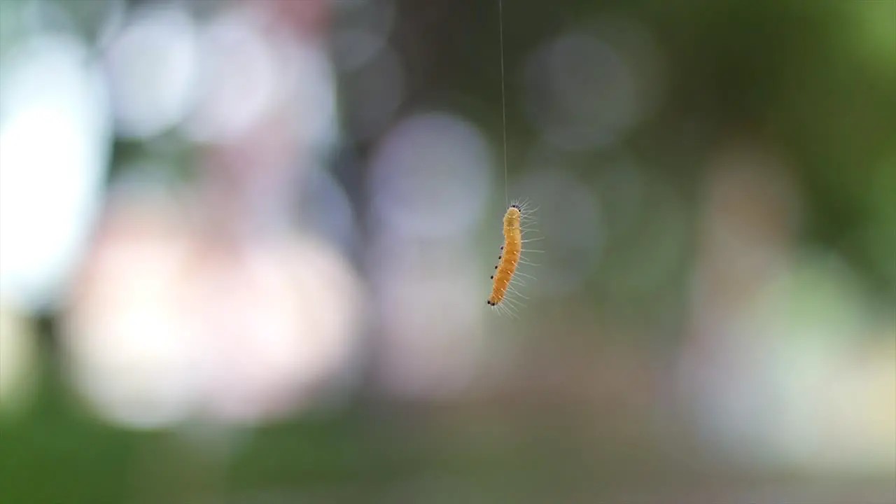 a close up shot of a yellow caterpillar going up to a tree branch