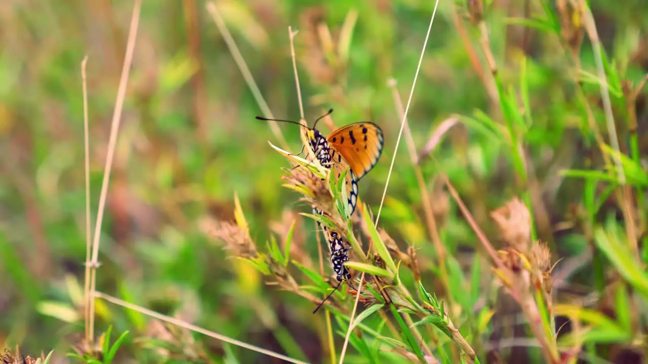 Australia butterfly mating Monarch Butterfly orange butterfly Indian butterfly