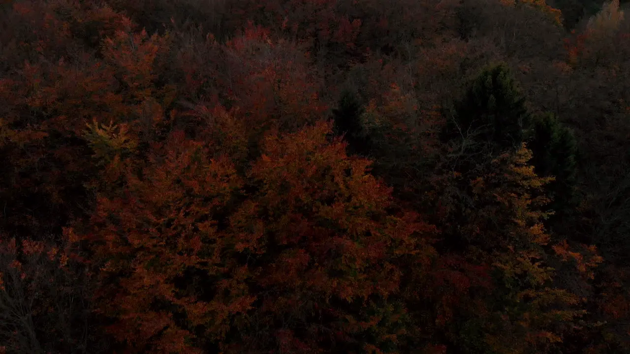 Close-up Aerial footage over orange tree