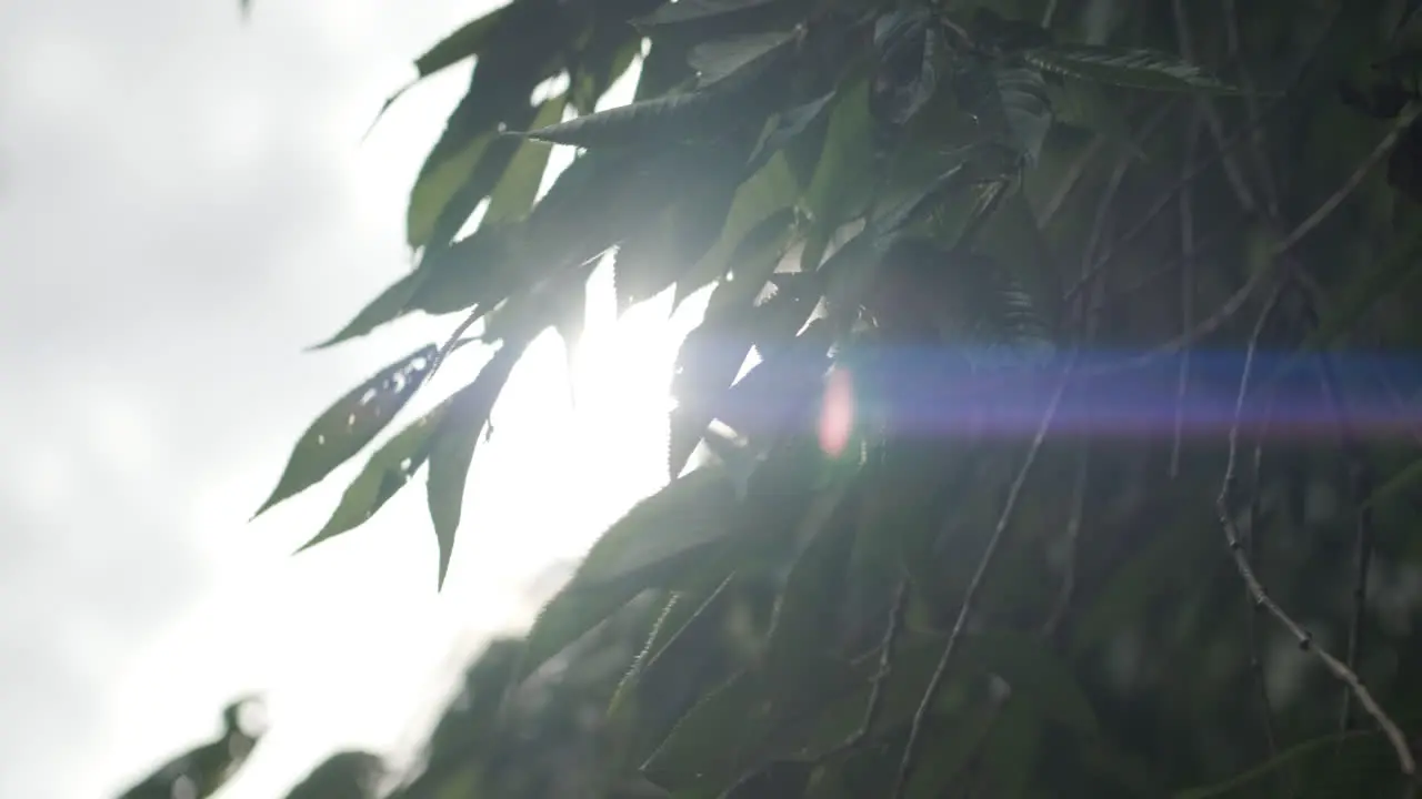 Sun flaring through some green leaves