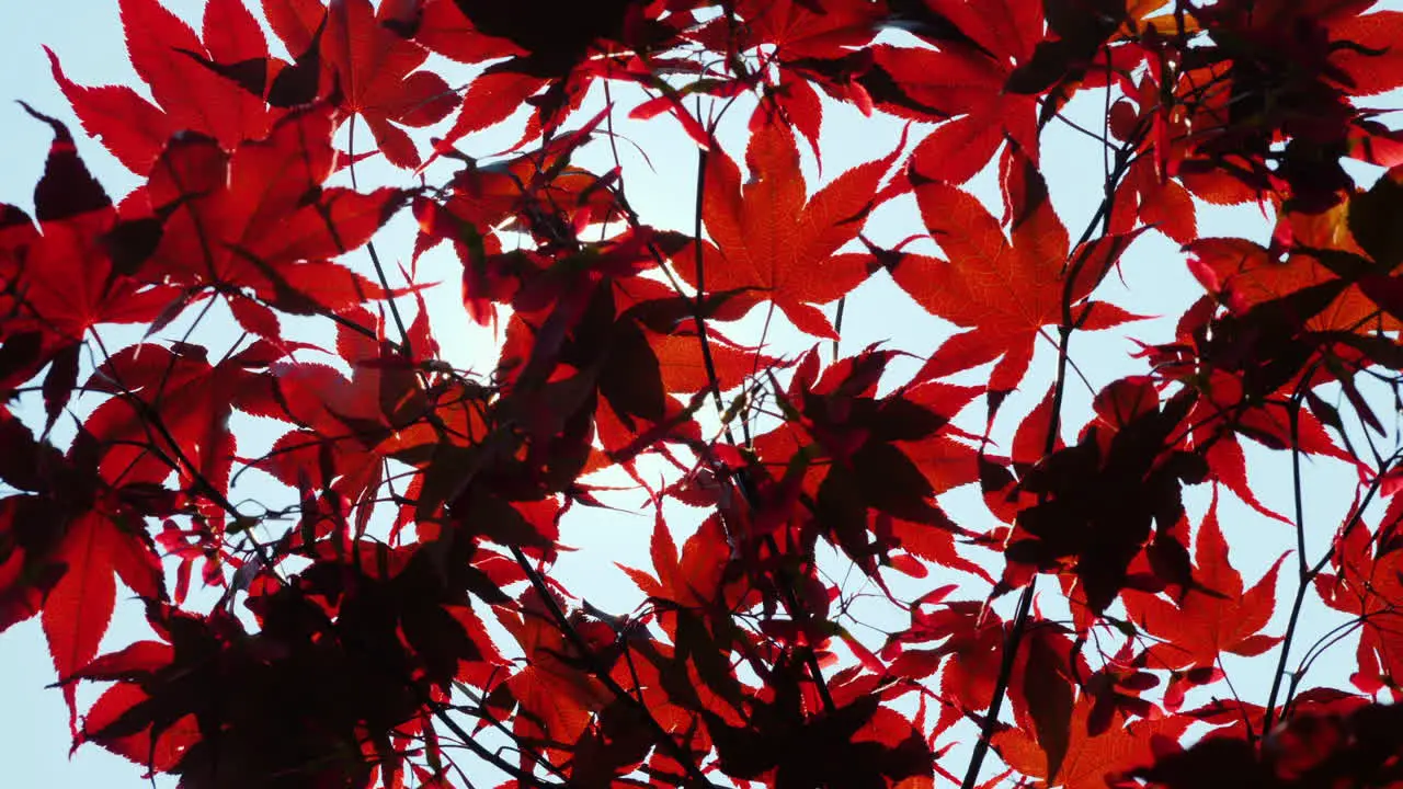 The Sun Shines Through The Leaves Of American Red Maple