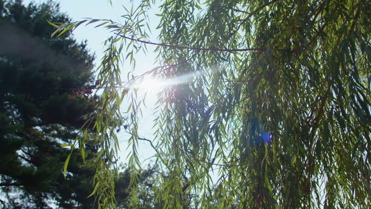 Early morning sun peaking through the leaves of a willow tree