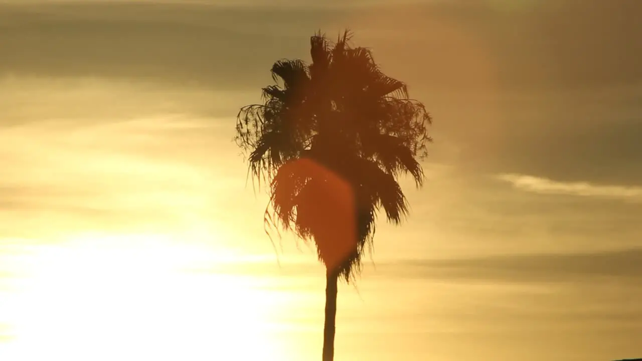 Palm Tree Silhouette Tropical Sunset With Lens Flare California Beach Miami Hawaii