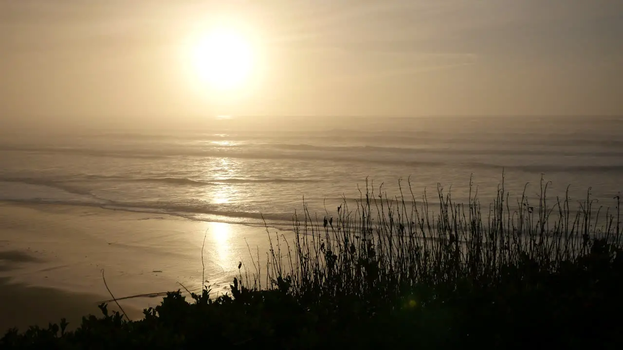 Oregon Sun And Weeds At Coast