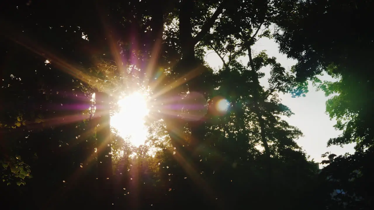 Evening In The Forest The Sun Shines Through The Branches Of Trees The Midge Flies In The Foregrou