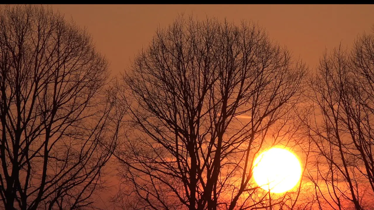 Sunset Throught Barren Trees Pan Left