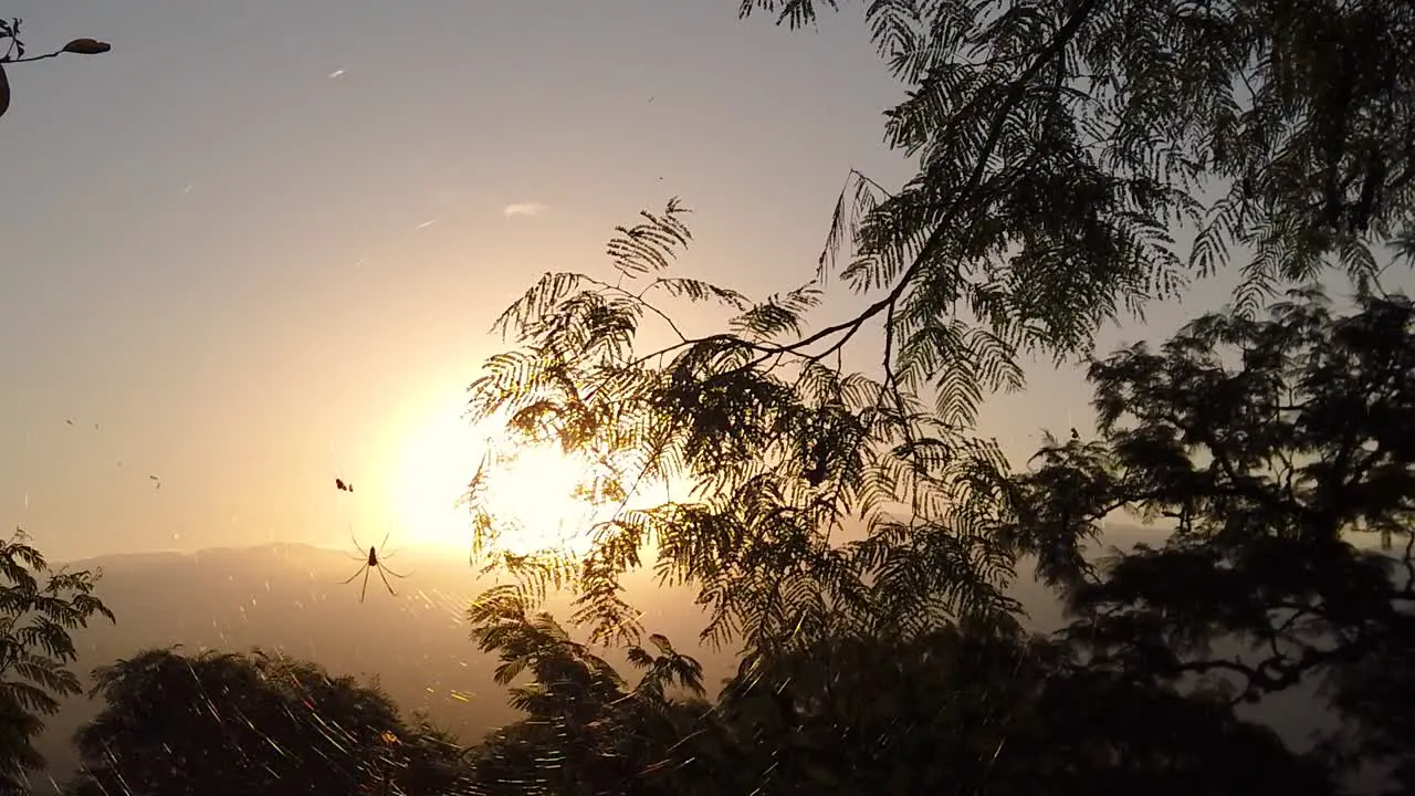 Spider caught in camera in a forest with the sunset in the background