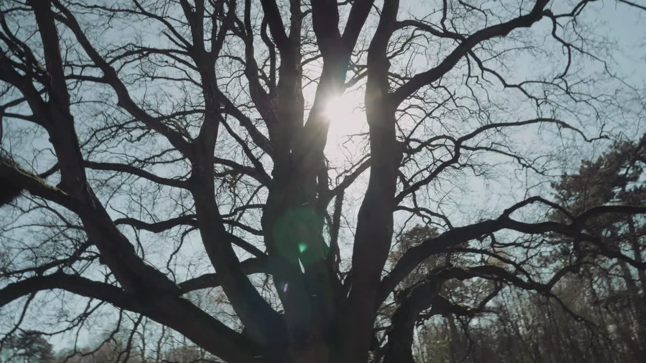 Sun Flare With Bokeh Shining Through Branches Of Leafless Tree In The Park During Springtime