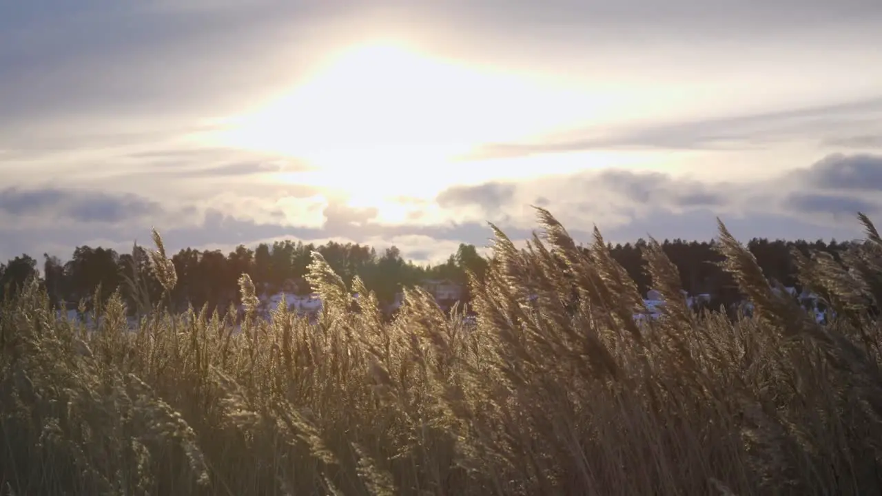 landscape winter with reed and sun