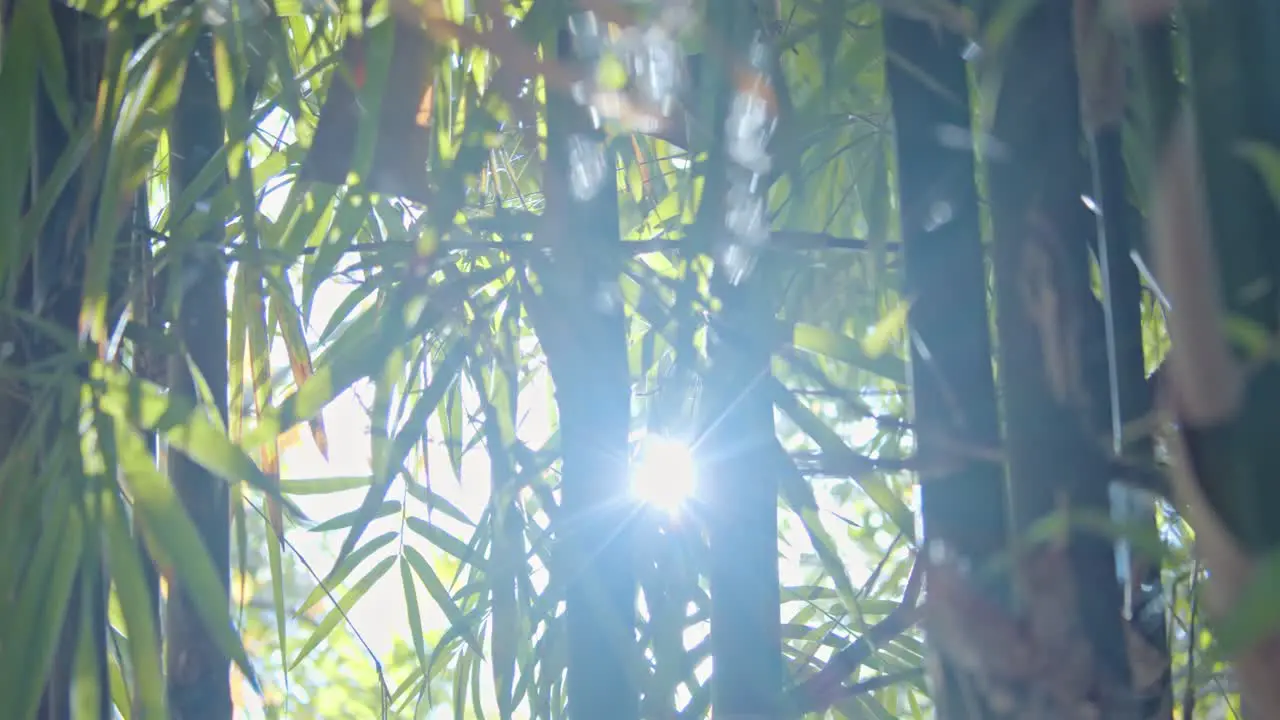 Smooth Handheld Shot of the Sun Shining Through Lush Green Bamboo Trees