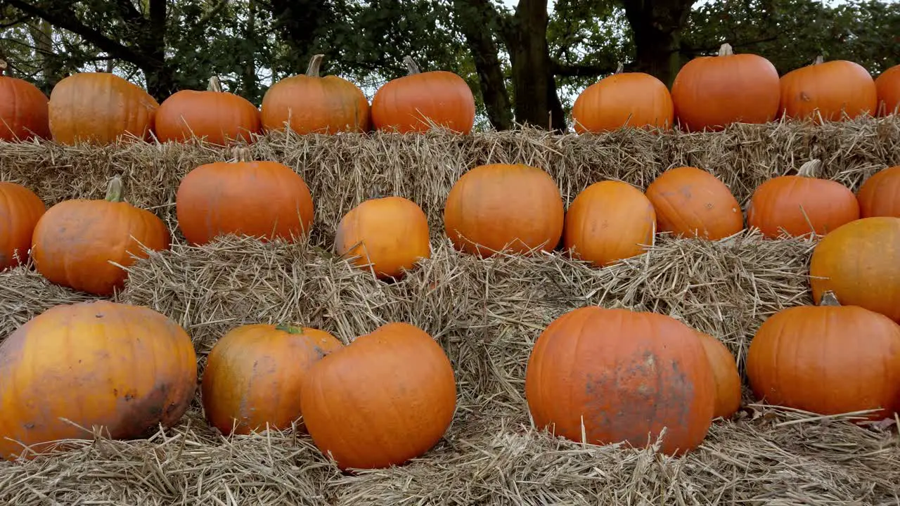 Close up static shot of prize halloween pumpkins displayed on hay bales