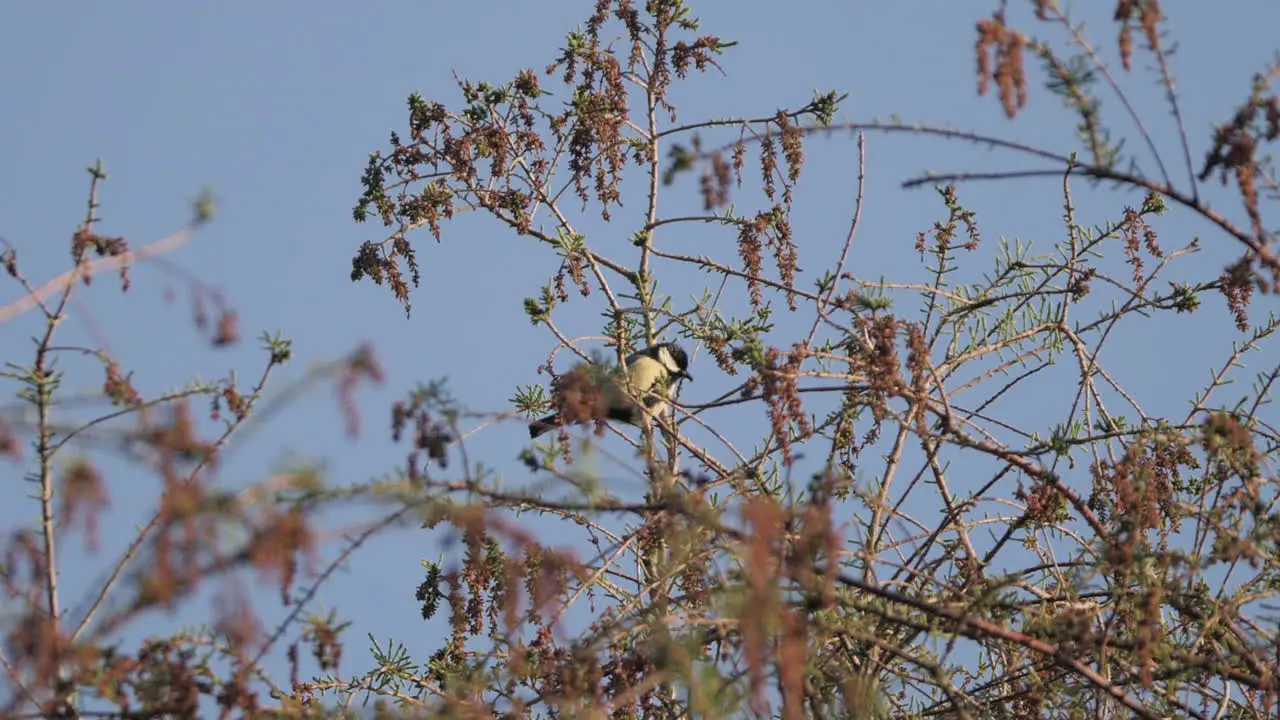 eurasian blue tit bird in the wild in British countryside in yorkshire England