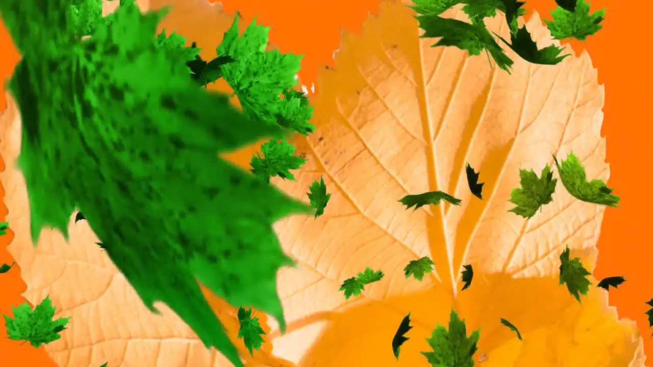 Multiple autumn maple leaves falling over leaves and copy space against orange background