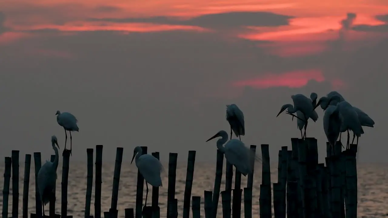 The Great Egret also known as the Common Egret or the Large Egret