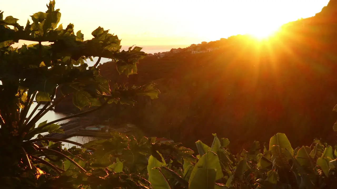 insects and flies fly over the banana and papaya plants at sunset