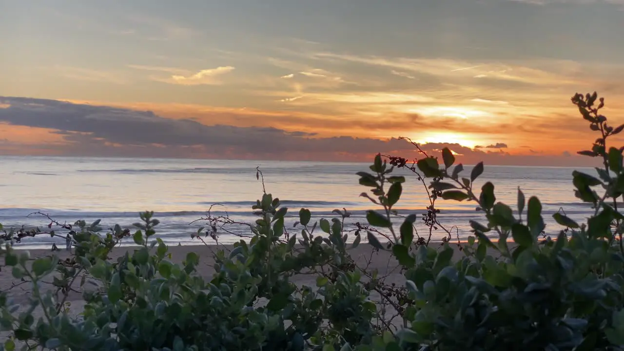 Closeup of Green plants by ocean at sunset blur background with orange sky colour and perfect waves