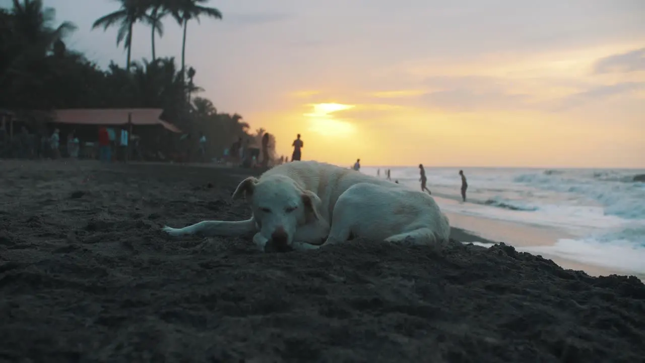 Cute white dog lying on the sand at the beach during sunset