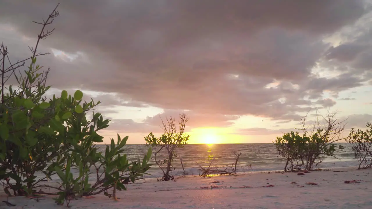 relaxing beach ocean sunset with clouds and plants in foreground