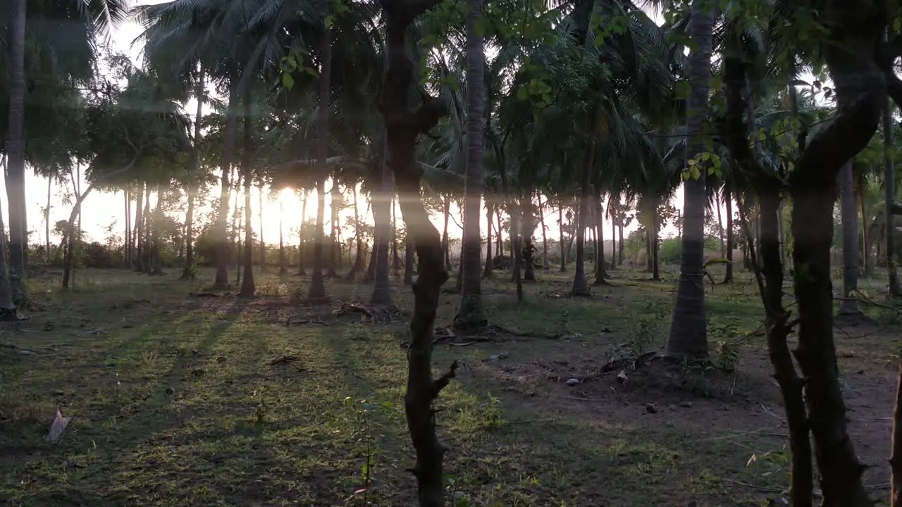 a beautiful view of bunch of palm trees and sun set view from between its trunk