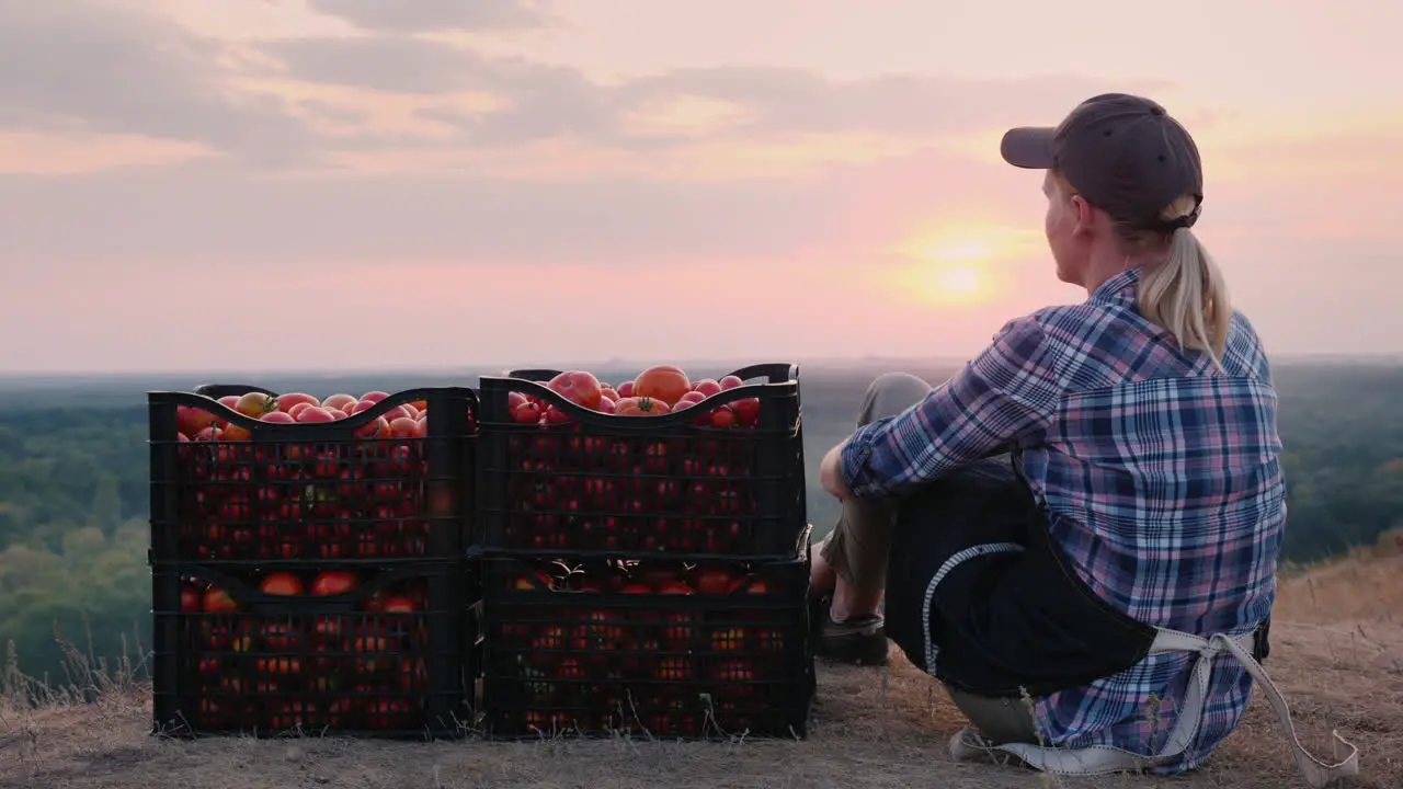 Woman Farmer Sitting Near Boxes With Tomatoes Admiring The Beautiful Landscape Resting After Work