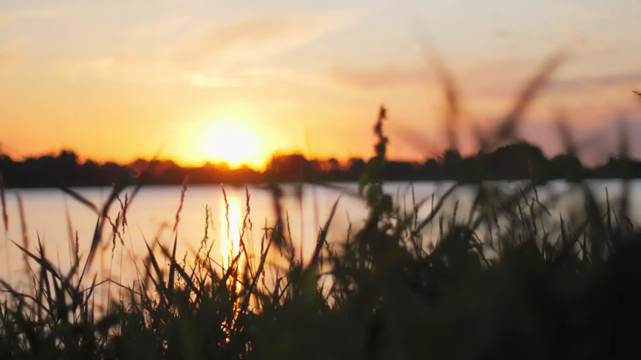 Beautiful sunset on a lake with sillhouettes of reed and insects flying around in the foreground