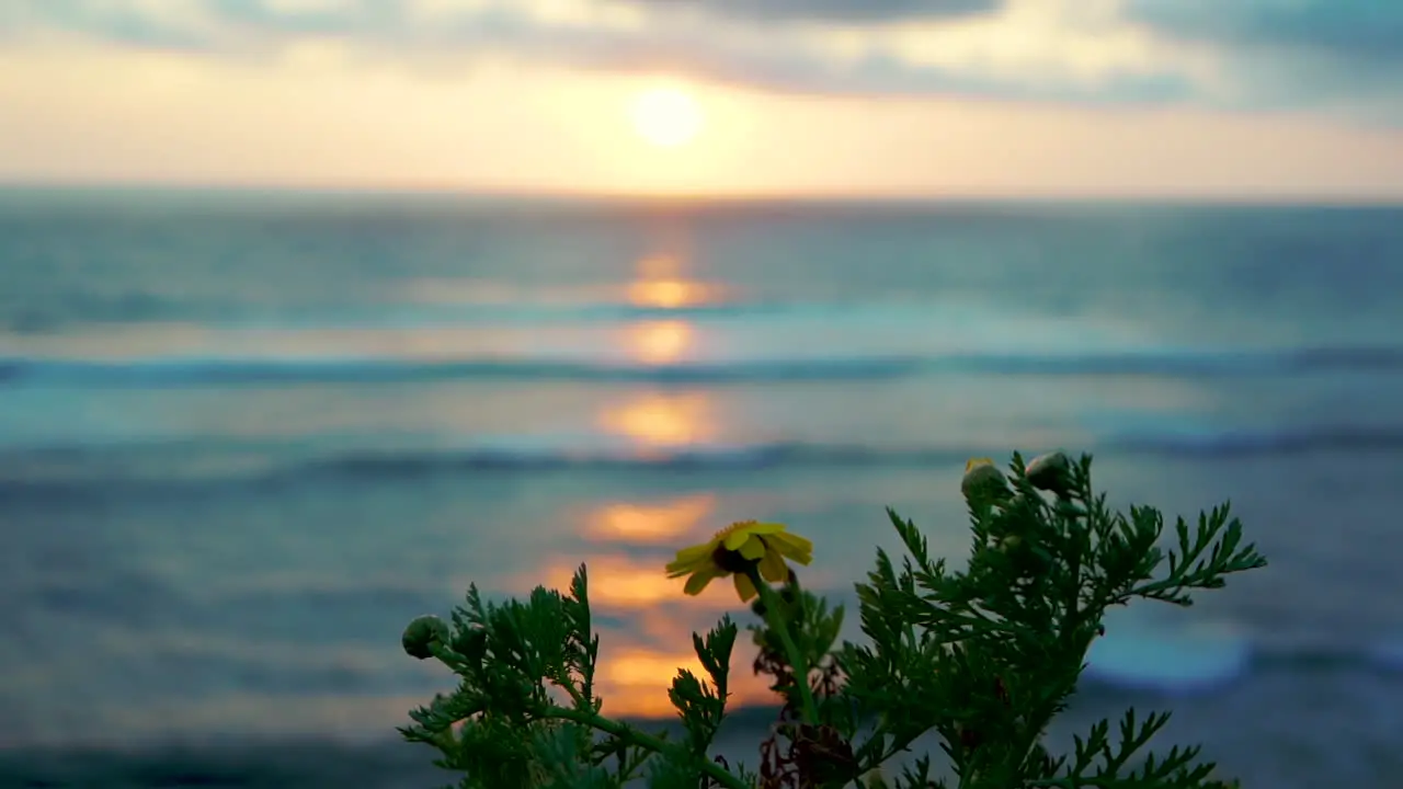 Yellow flower moving in the breeze during a moody sunset over the Pacific Ocean in San Diego