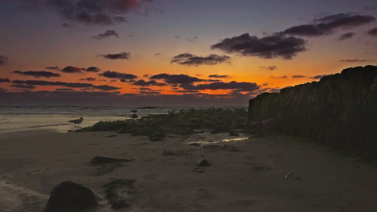 Wild seagulls are sitting next to a groyne in from of a red sunset on a beach one is flying through the background of this wonderful natural scene