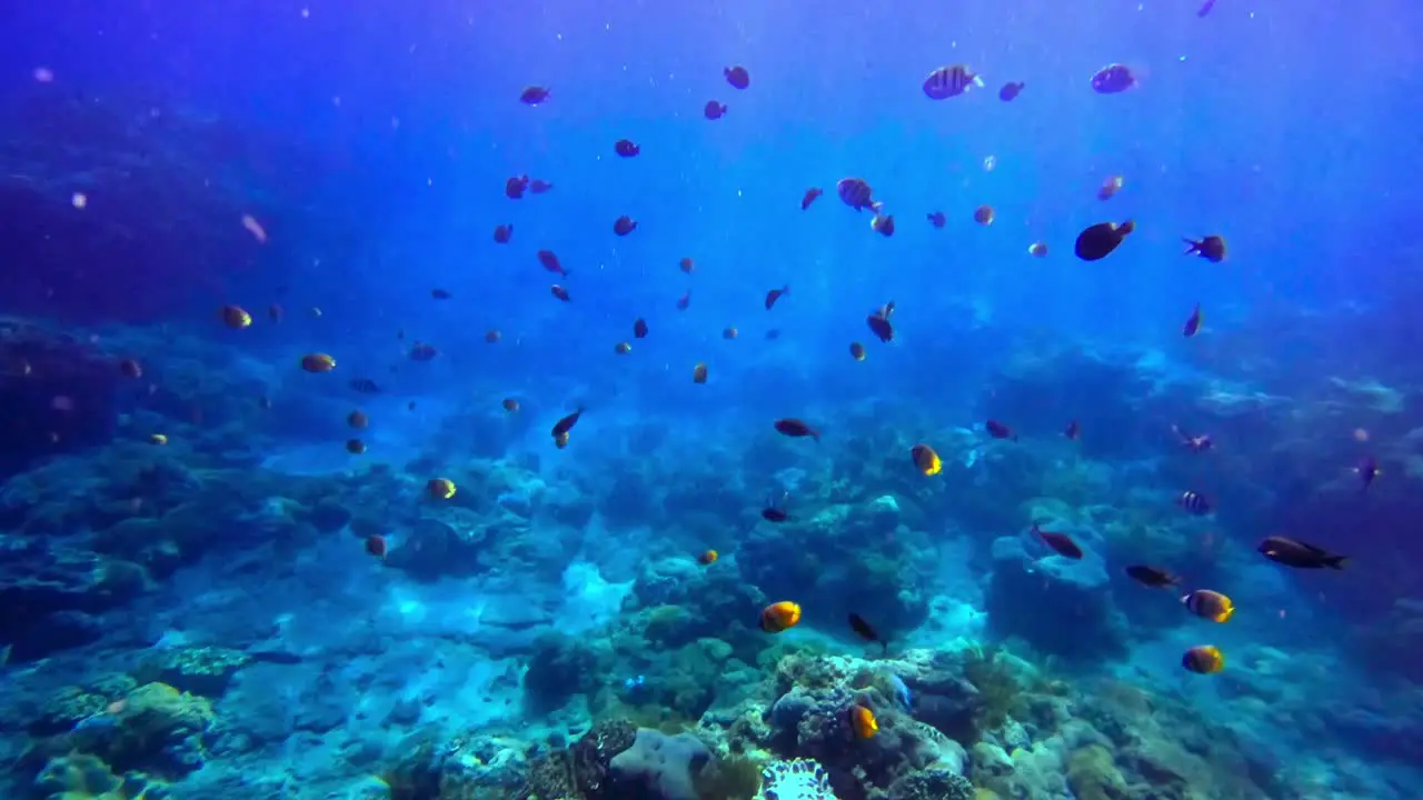 A trippy wide underwater shot of blue coral reef with small fish and natural light effects in the water