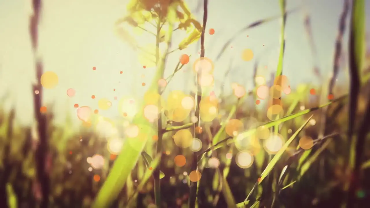 Grass waving in the wind on a sunset 