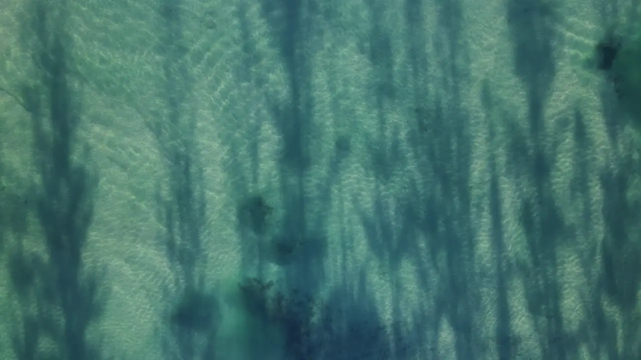 Unique view of trees casting silhouette patterns and shadows over smooth rippling ocean waters